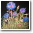 Cornflowers  12" x 12"