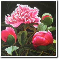 Coady Peonies